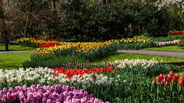 美しい庭の花 春の背景 — ストック写真