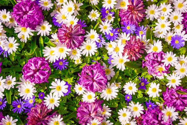 Una Foto Flores Colores Fondo Floral — Foto de Stock