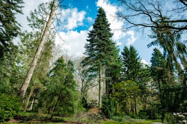 Koyu yeşil orman manzarası. Vahşi Orman 