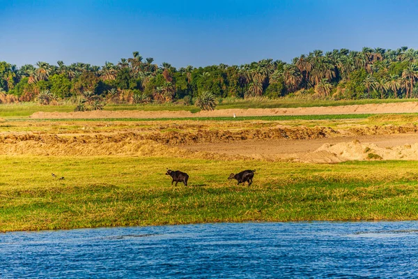 Egito Nascer Sol Cruzeiro Nilo — Fotografia de Stock