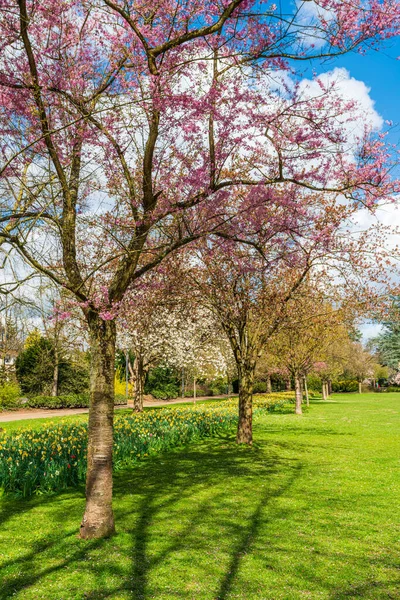 Hermoso Jardín Con Árboles Flor Durante Primavera — Foto de Stock