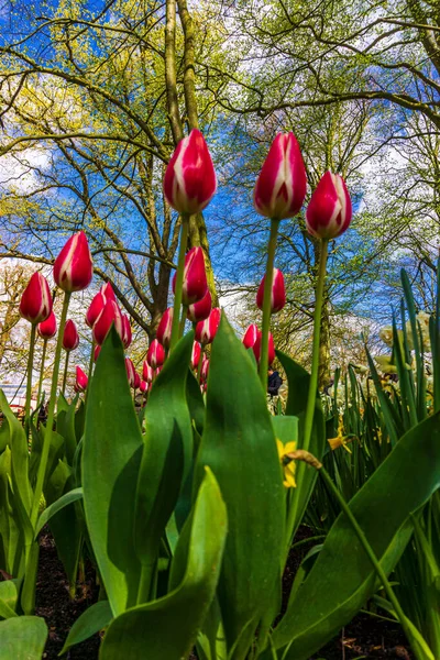 Тюльпаны Цветы Зелеными Листьями Парке Открытом Воздухе Красивые Цветы Весной — стоковое фото
