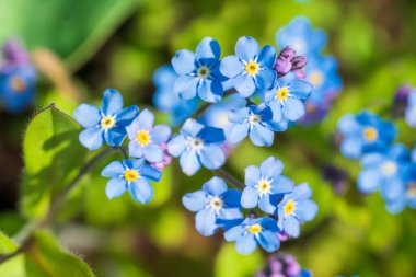 Myosotis alpestris ya da Alpine Çiçek verme bana 