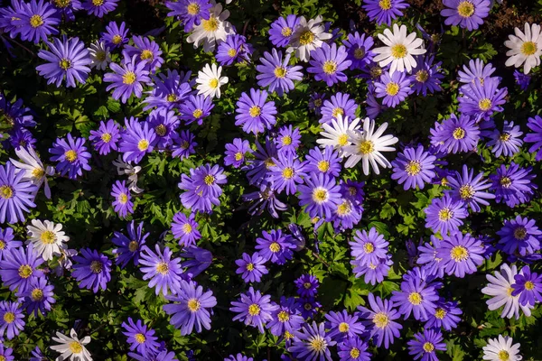 Flower Background Wall Urban Jungle Wall — Stock Photo, Image