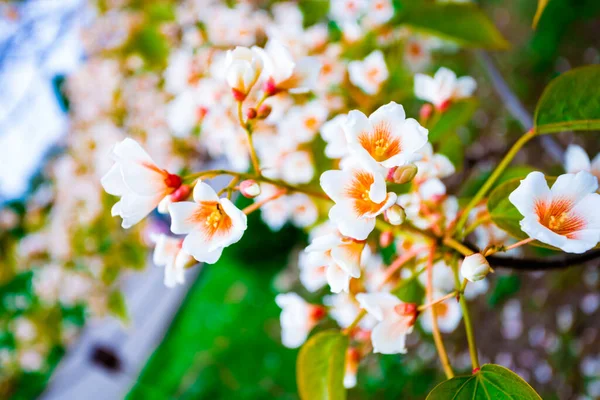 春に白花のツリー アリウライトエポルビア科 — ストック写真