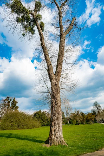 Mavi Gök Çimenle Tek Bir Ağaç Tek Başına Duruyor — Stok fotoğraf