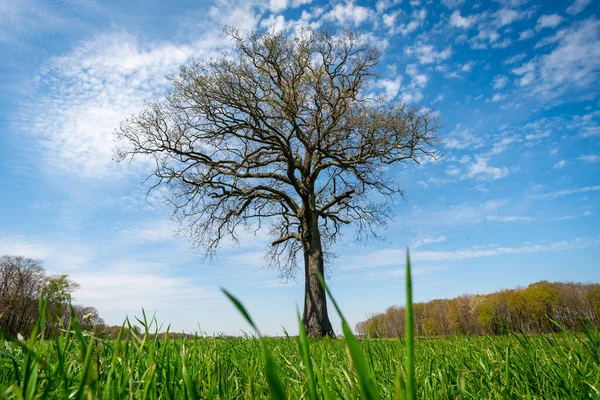 Einsamer Baum Gras — Stockfoto
