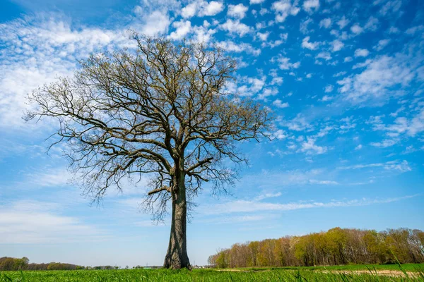 Einsamer Baum Gras — Stockfoto