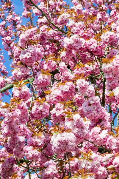 桜が咲く 美しいピンクの桜 — ストック写真