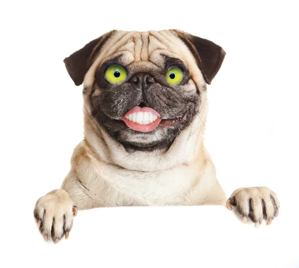 Crazy Dog Big Eyes — Stock Photo, Image