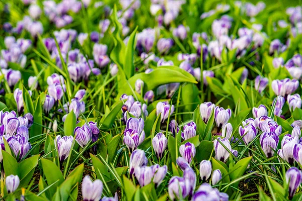 Crocus Field Crocus Flowering Early Spring Garden — Stock Photo, Image