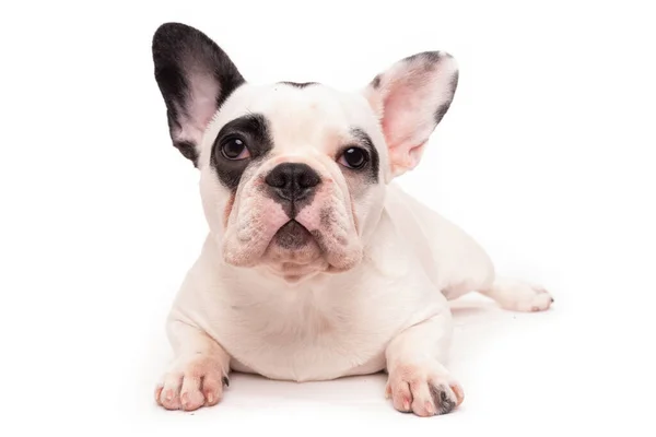 Cachorrinho Bulldog Francês Isolado Branco — Fotografia de Stock