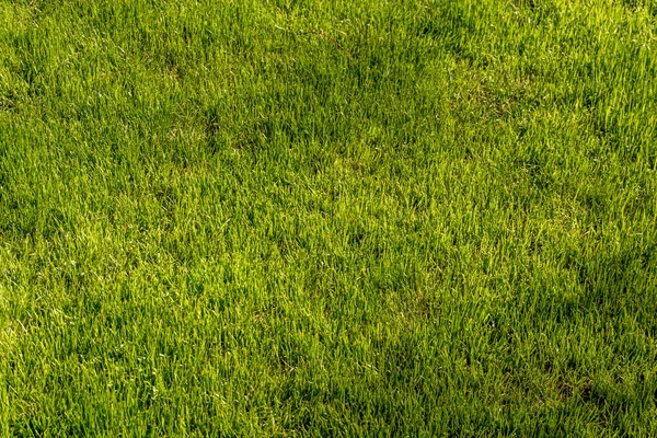 Groene Gras Textuur Achtergrond Bovenaanzicht — Stockfoto