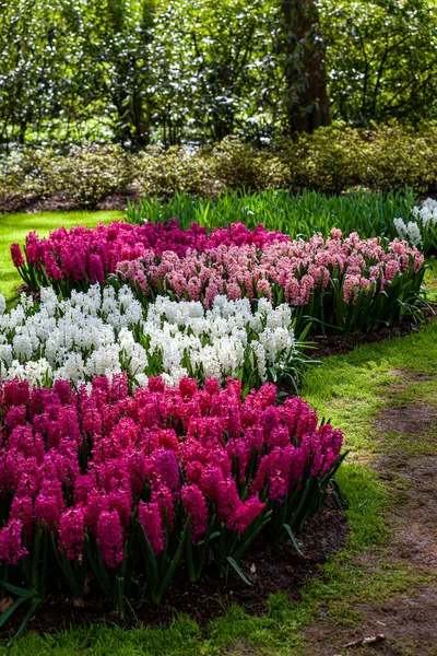 Hiacynt Kwiaty Zbliżenie Ogrodzie — Zdjęcie stockowe