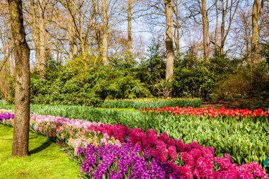 Yerel parkta çiçek açan ağaç.