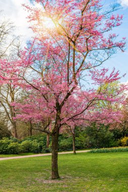 Baharın güzel çiçek resmi. Çiçek açan dallar. Güzel bir bahar arkaplanı ve güzel bir çiçek.