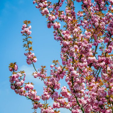 Pembe çiçekler ağaçlarda çiçek açıyor.