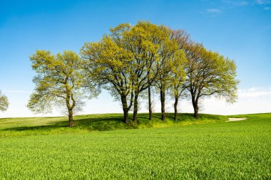 Arka planda mavi gökyüzü ve rüya gibi bulutları olan yeşil tepe..