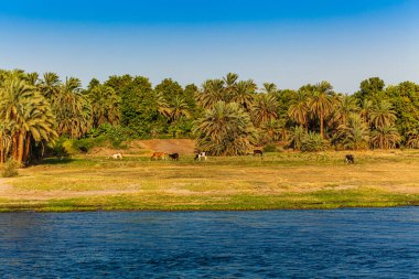 Mısır. Nil gezisinde gün doğumu 