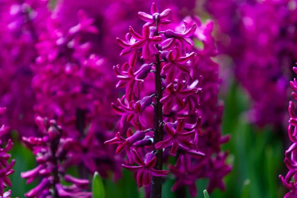 Hyacintové Květiny Zblízka Zahradě — Stock fotografie