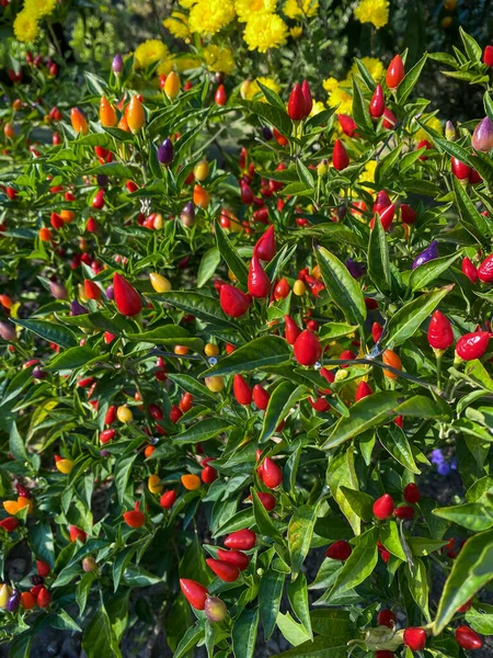 Mixed Colored Chilli Peppers Tree — Stock Photo, Image