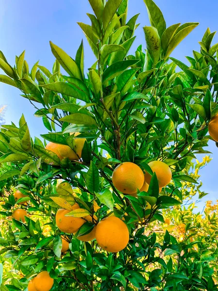 Fruits Orange Sur Arbre Cultiver Fruits — Photo