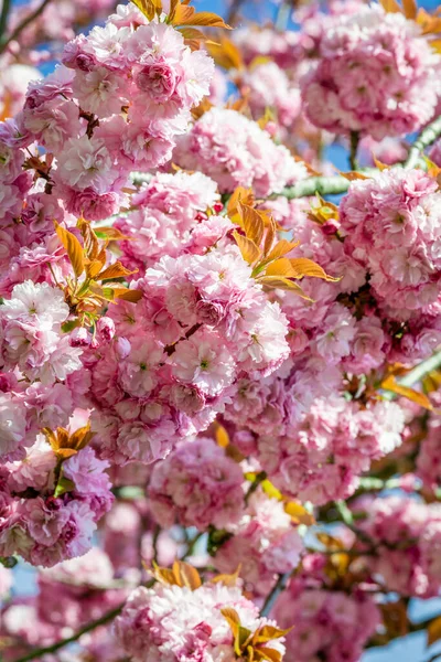 Rosa Blommor Blommar Träd — Stockfoto