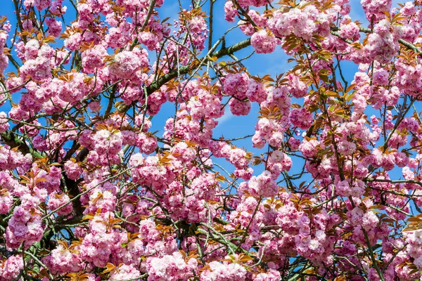 Rózsaszín Virágok Nyílnak Fákon — Stock Fotó