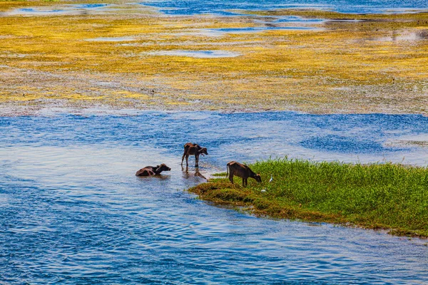 Landscape View Large River Nile Egypt — Stock Photo, Image