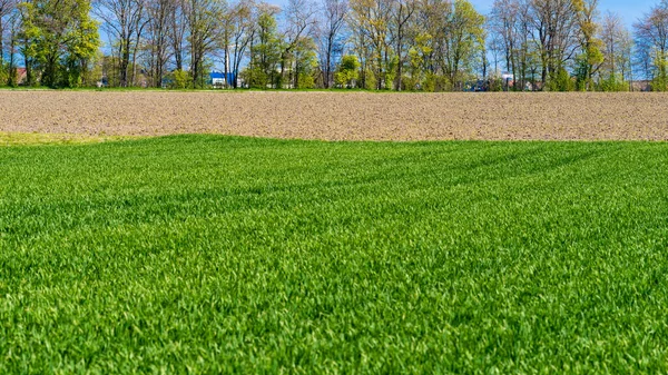 Coltivatori Verdi Paesaggio Rurale — Foto Stock