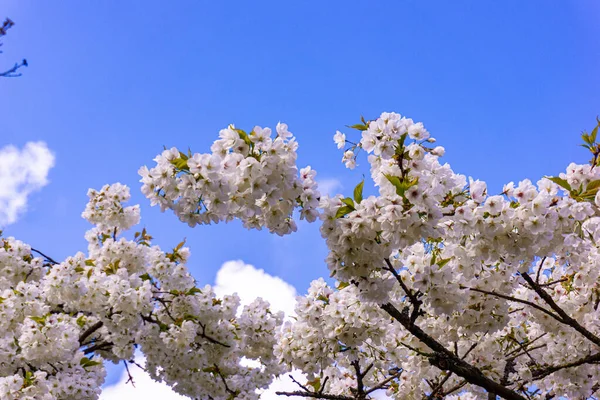 Piękne Kwiaty Ogrodowe Tło Wiosny — Zdjęcie stockowe