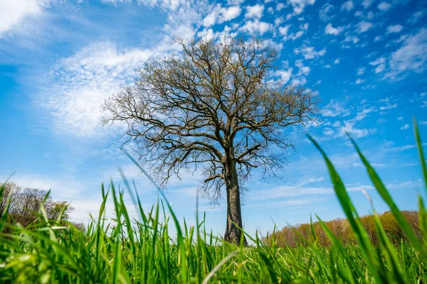 Feld Baum Und Blauer Himmel — Stockfoto