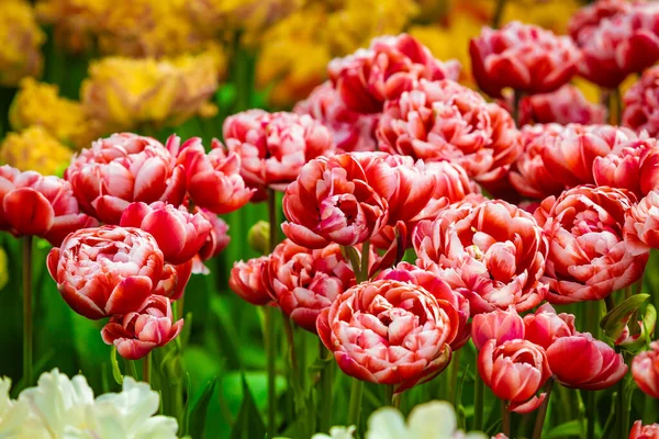 Floral Tulips Background Tulip Field — Stock Photo, Image