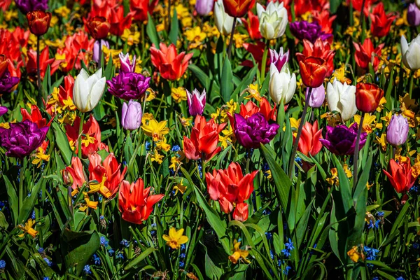 Tulipes Dans Les Détails Étonnants Jardin Printemps Belles Fleurs Printemps — Photo