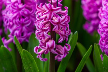 Bahçedeki sümbül çiçekleri.