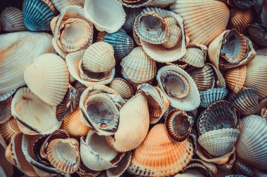 Arka plan olarak karışık renkli deniz kabukları. Deniz kabuğu dokusu 