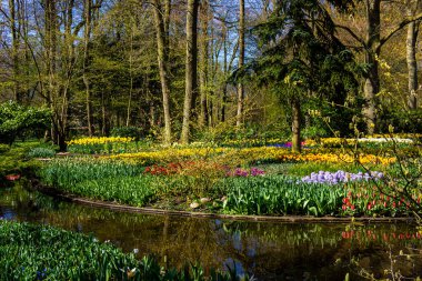 Güzel bahçe çiçekleri. Bahar arkaplanı
