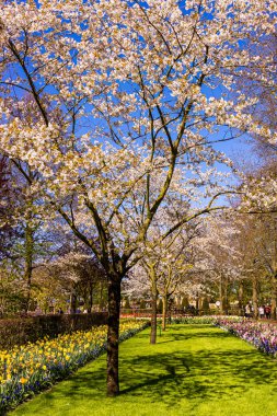 Güzel bahçe çiçekleri. Bahar arkaplanı