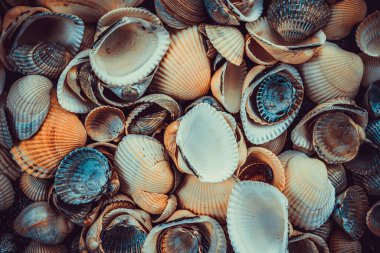 Sahilden çeşitli deniz kabukları.