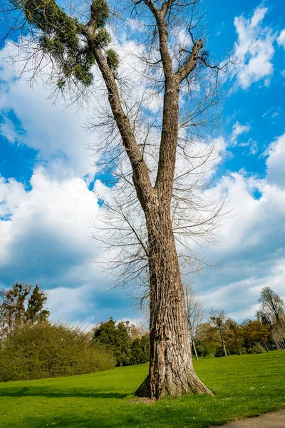 Samotne Pojedyncze Drzewo Błękitnym Niebem Trawą — Zdjęcie stockowe
