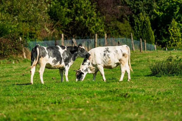 Bétail Dans Prairie Vaches Sur Champ Vert — Photo
