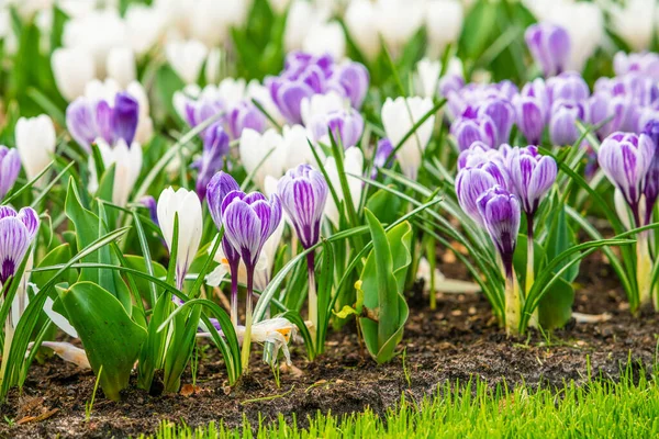 Frühlingsfeld Mit Bunten Krokusblüten — Stockfoto