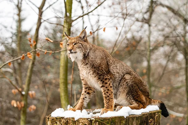 Euraziatische Lynx Boshabitat — Stockfoto