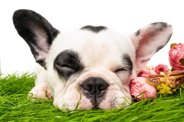 Bouledogue Français Dormir Isolé Sur Fond Blanc — Photo