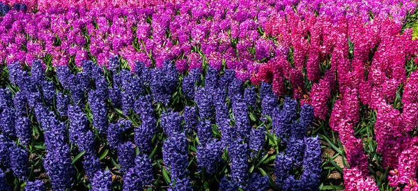 Flores Jacinto Close Jardim — Fotografia de Stock