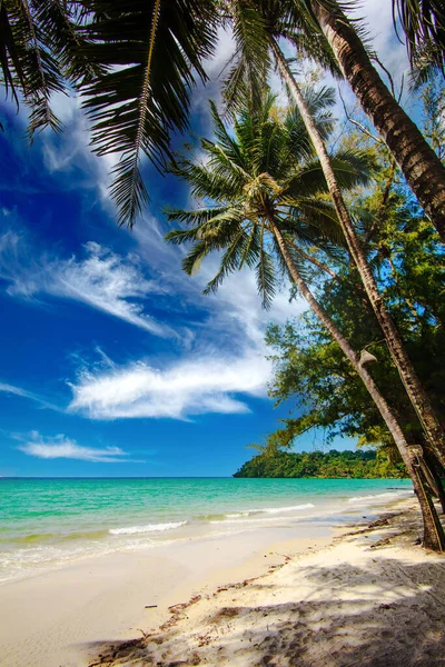 Mooi Strand Tropische Zee Palm Tropisch Strand — Stockfoto