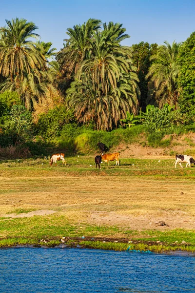 Vista Paisagem Grande Rio Nilo Egito — Fotografia de Stock