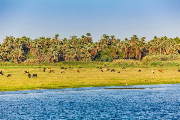 Der Nil Ägypten Leben Auf Dem Nil — Stockfoto