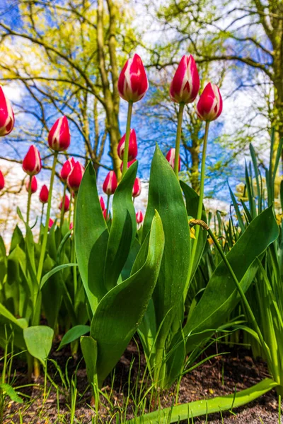 Тюльпаны Цветы Зелеными Листьями Парке Открытом Воздухе Красивые Цветы Весной — стоковое фото