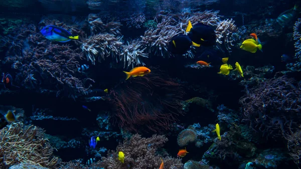 サンゴのコロニーとサンゴ魚 水中の景色 — ストック写真